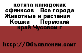 котята канадских сфинксов - Все города Животные и растения » Кошки   . Пермский край,Чусовой г.